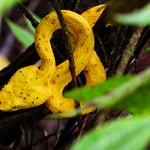 Greifschwanz-Lanzenotter am Wegrand, Costa Rica 