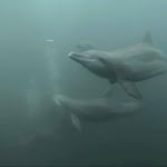 Delfine tanzen zwischen den Walhaien