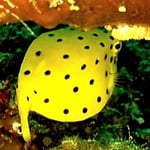 Mini Kofferfisch, leider drehte er mir den Hintern zu :), 2022