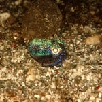 Bobtail Squid in der Nacht 