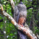 Sichelguan, Costa Rica