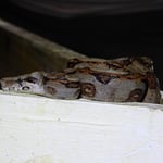 Nachtwanderung... Boa constrictor, Costa Rica 