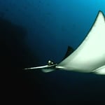 Eagleray
