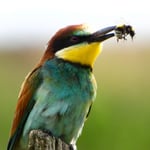 Bienenfresser mit Beute, Ihringen