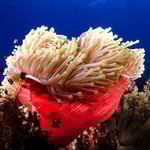 Redsea Anemone
