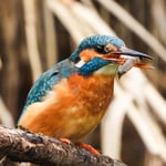 Madame Eisi mit Libellenlarve