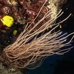 Stilleben Unterwasser 