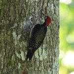 Schläfenfleckspecht, Gandoca, Costa Rica 