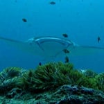 Manta at cleaningstation