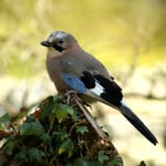 Eichelhäher im Botanischen Garten 