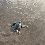 ....und sie sind geschlüpft, Tortugero, Costa Rica 