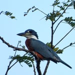 Rotbrustfischer, Familie der Eisvögel, Gandoca, Costa Rica 