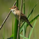 Sumpfrohrsänger, Flachsee