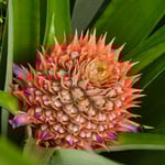 Ananas-Blüte, Costa Rica