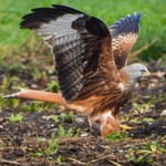 Rotmilan bei der Jagd 