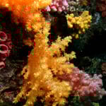 Softcoral