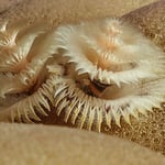 Weihnachtsbaumwurm, 06/22