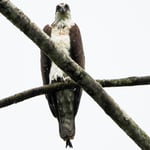 Fischadler, Costa Rica