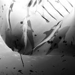 Remoras, Malediven 2022