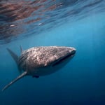 Whaleshark