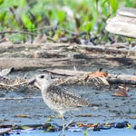 Flussregenpfeiffer, Gandoca,  Costa Rica 