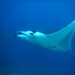 Manta Manta, Photo by Röbi, Indonesien