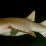 Ammenhai...so wie es scheint mit Jungen im Bauch, Alimatha, 06/22