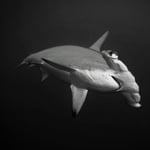 morgens um 6 Uhr in Nordsulawesi