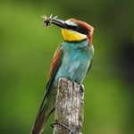 was für ein schöner Vogel