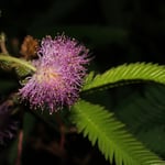Mimosenblüte, Costa Rica 
