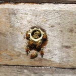 Kleinste Honigbienen die es gibt, stechen tun sie nicht, Costa Rica 