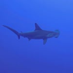 Hammer...Hammerhai, 2022