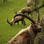 ...stark...wilde Steinböcke in Pontresina 
