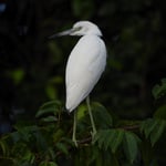 Seidenreiher, Tortugero, Costa Rica