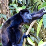 Brüllaffe an der Karibikküste, Costa Rica 