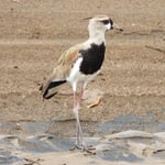 Bronzekiebitz, Tarcoles Fluss, Costa Rica 