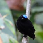 Blauscheitelpipra, Costa Rica