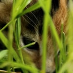 Versteckt im Gras, 4 Wochen alt 