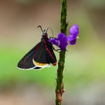 Blutfleck-Skipper, Costa Rica 