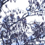 Bergfinken in Langenthal 2024