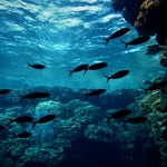 Umm Chararim, das schönste Riff ever 