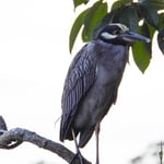 Krabbenreiher, Tortugero, Costa Rica