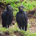 Geier in Sarapiqi, Costa Rica