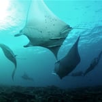 Tanz der Mantas, 2022