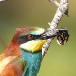 Futter anschleppen für die Jungen