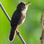 Sumpfrohrsänger, Stille Reuss