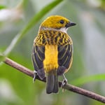 Silberkehltangare, Costa Rica