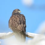 Mäusebussard im Winterland, Wallisellen