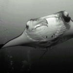 Manta Manta, Malediven 