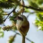 Beutelmeise, die sind hier nur auf der Durchreise, ein Glück habe ich sie gesehen